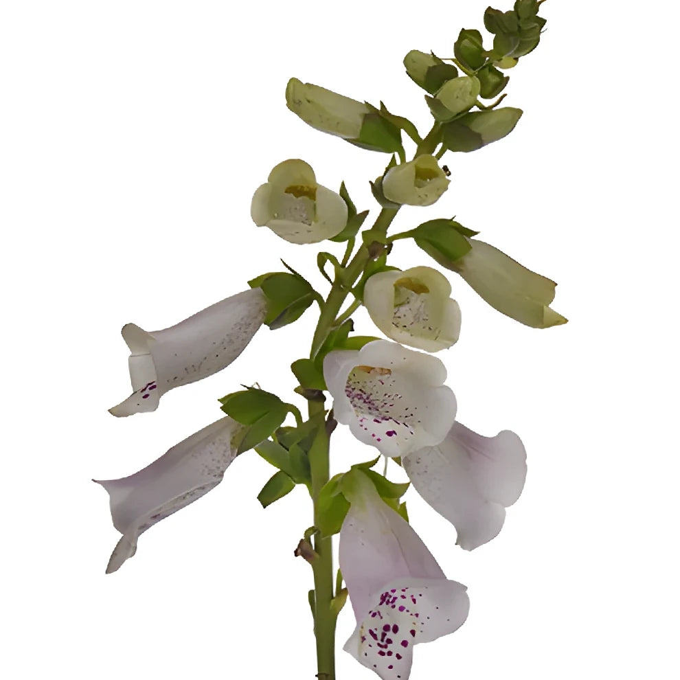 Light Pink Foxglove - main