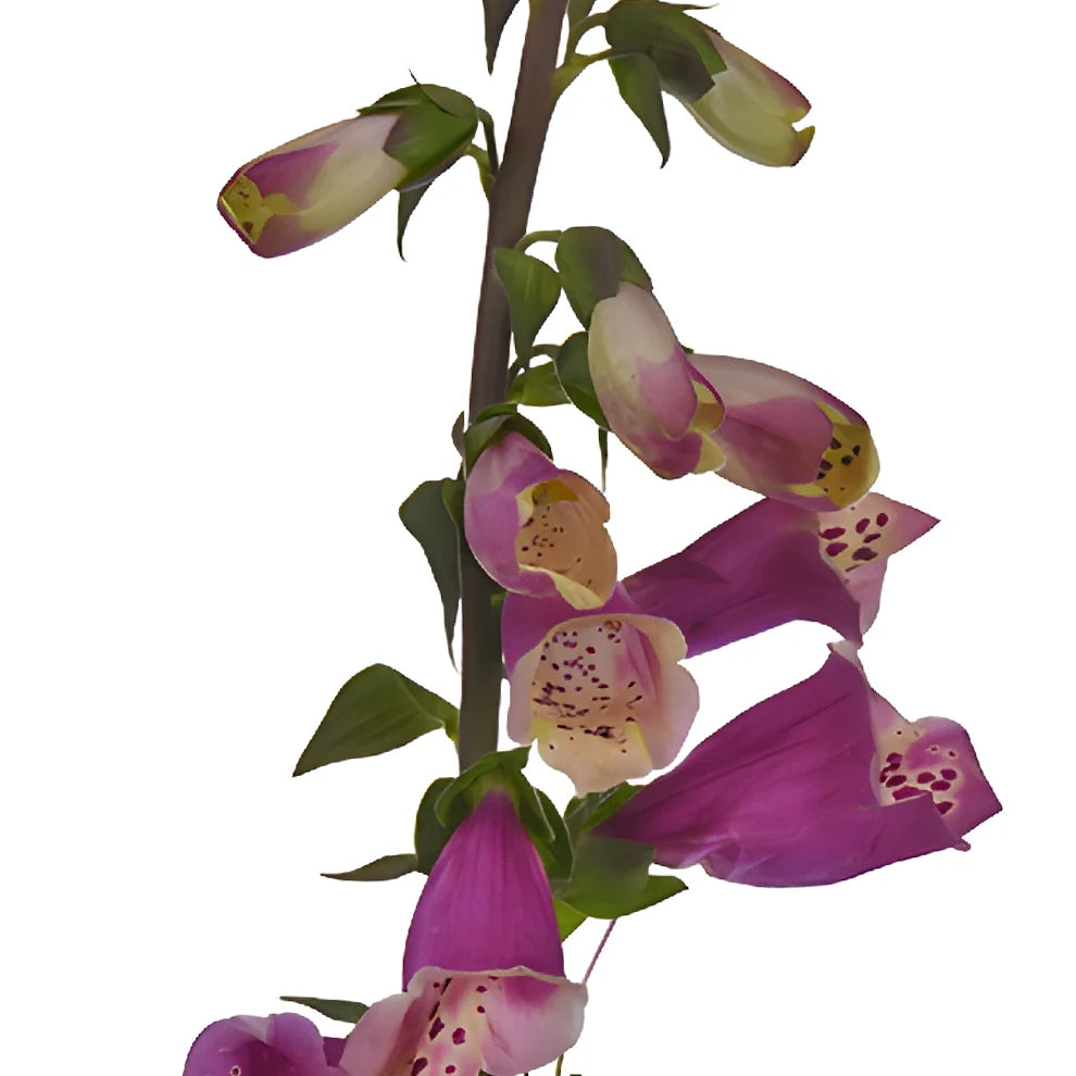 Illumination Foxglove - alternative 3