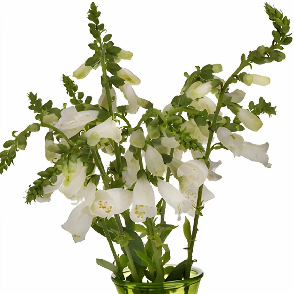 White Foxglove - alternative 3