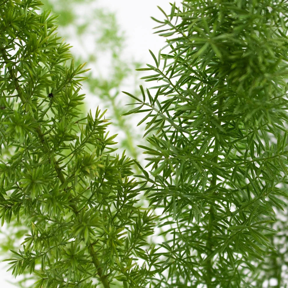 Foxtail Greenery - main