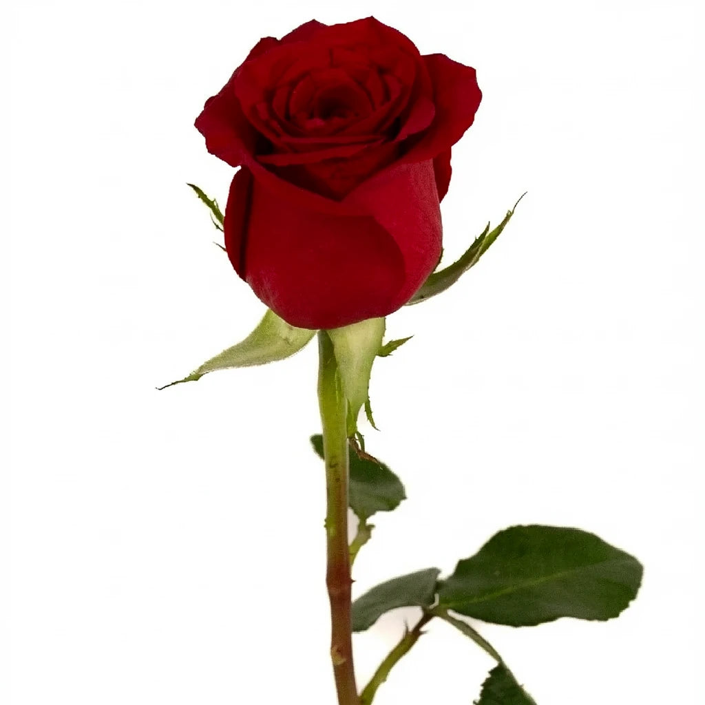 Red Freedom Roses Standard - alternative 3