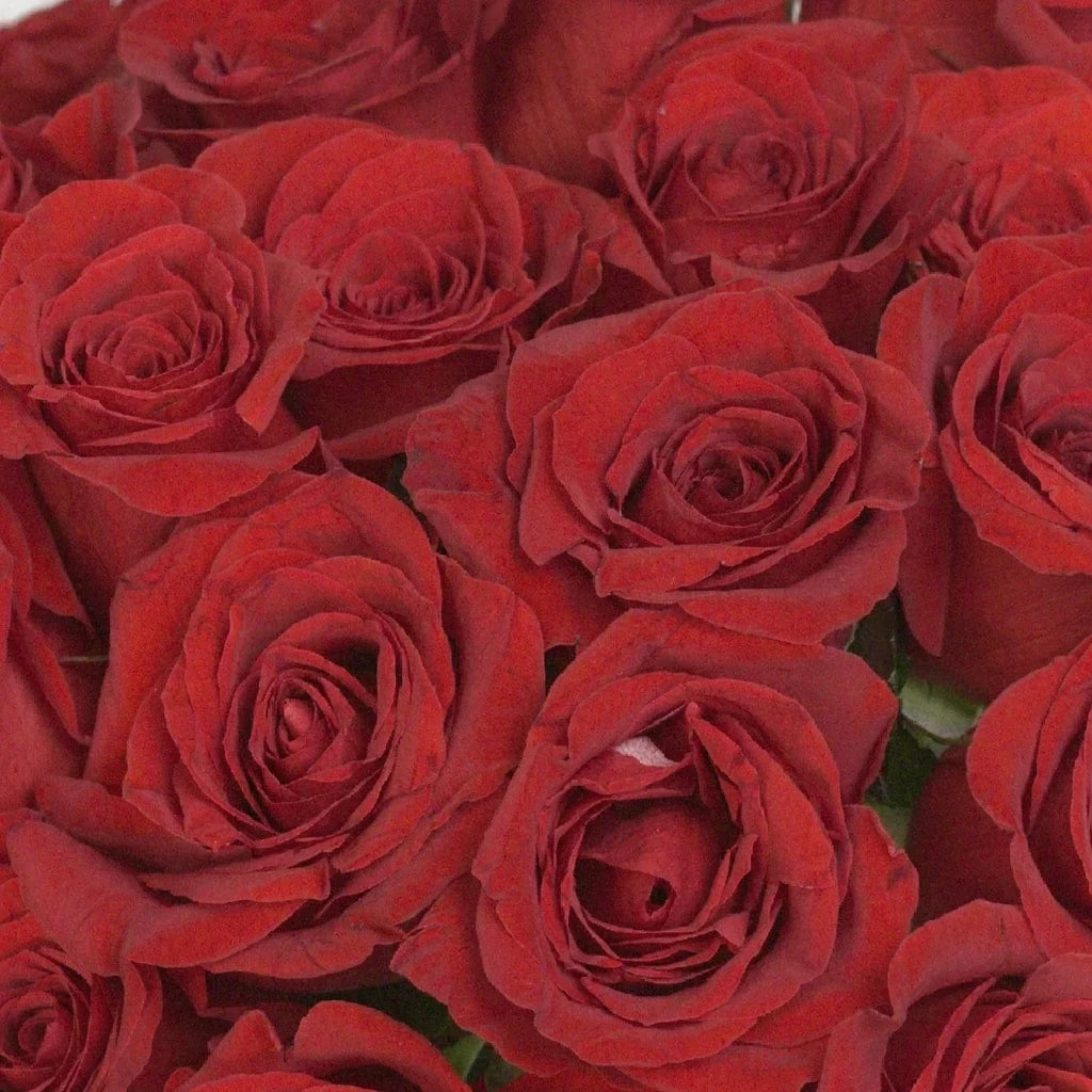 Red Freedom Roses Standard - alternative 5