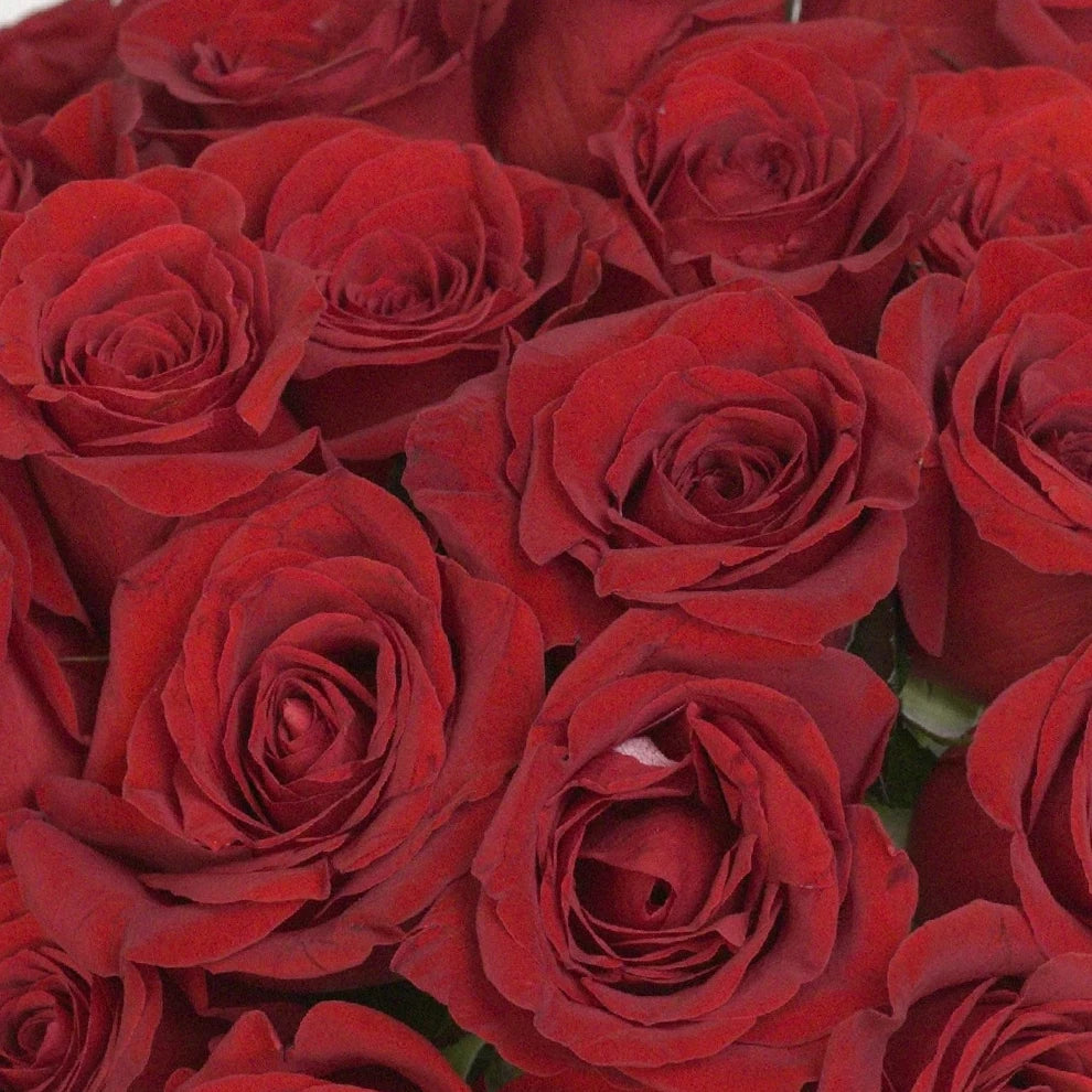 Red Freedom Roses Standard - alternative 1