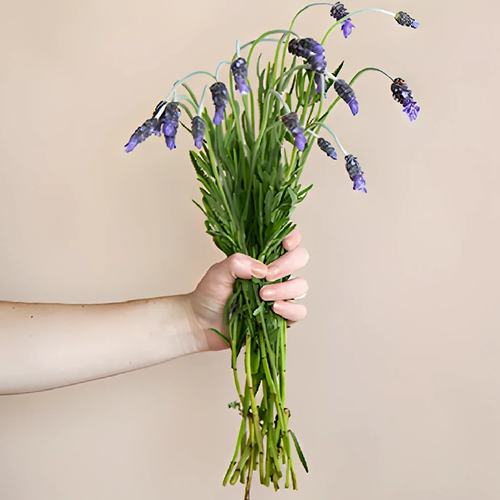 French Lavender Lavender - alternative 1