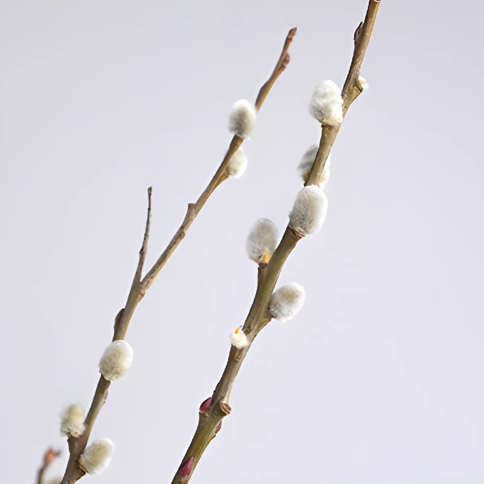 Pussy Willow Branches - alternative 1