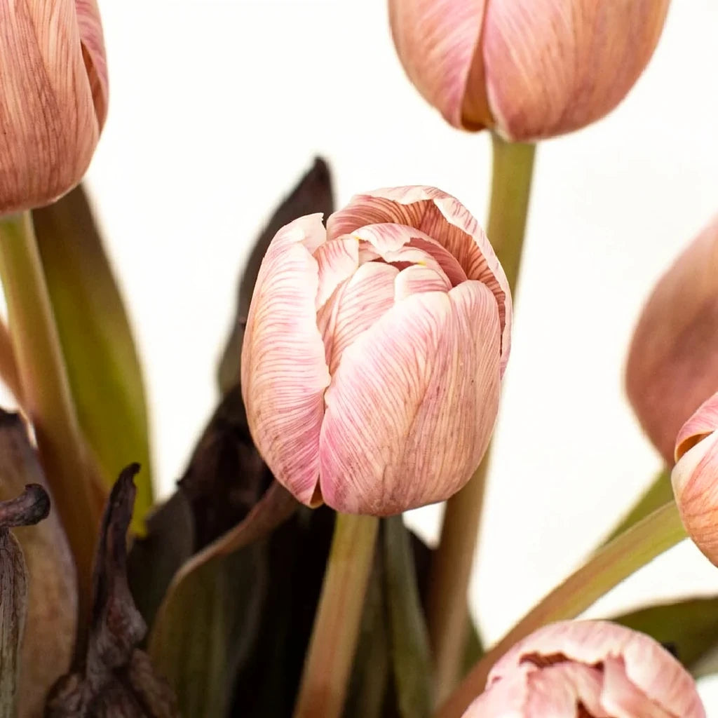 Tinted Brownie Tulips Standard - alternative 2