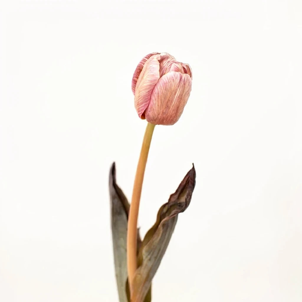 Tinted Brownie Tulips Standard - alternative 1