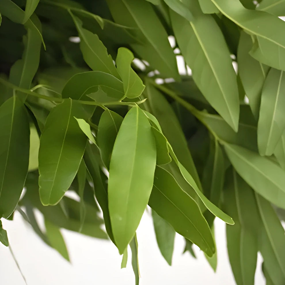 Bayleaf Greenery - alternative 3