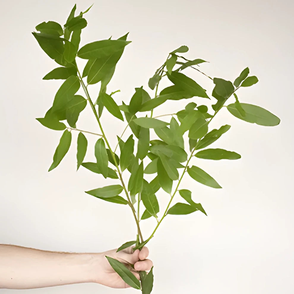 Bayleaf Greenery - main