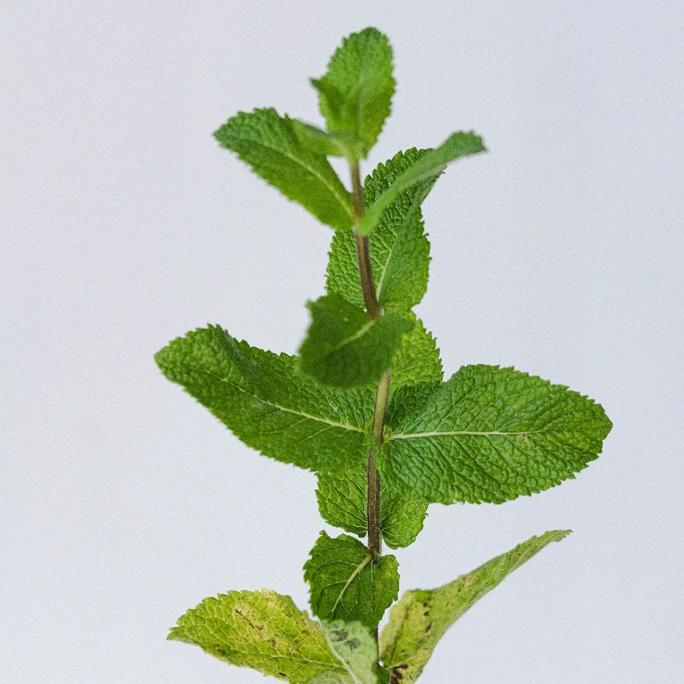 Mint Herbs - alternative 1