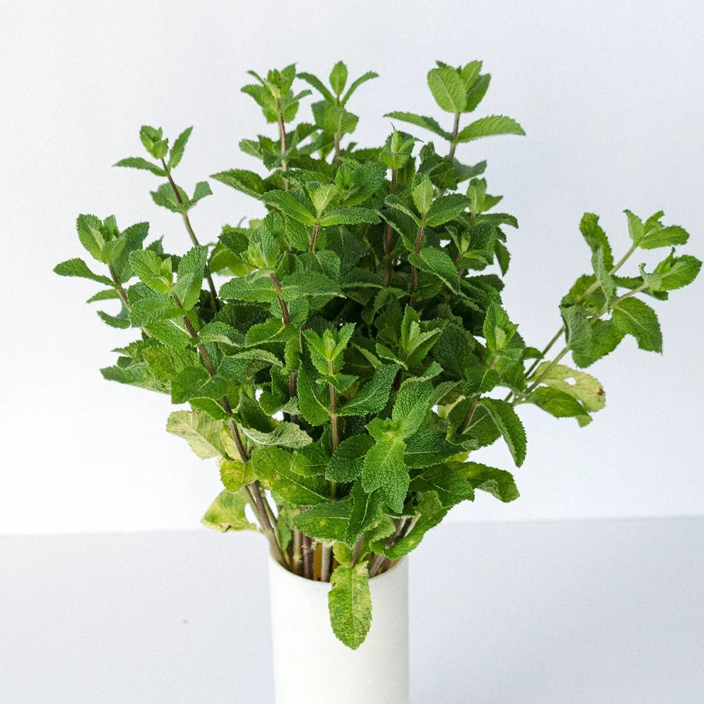Mint Herbs - alternative 2