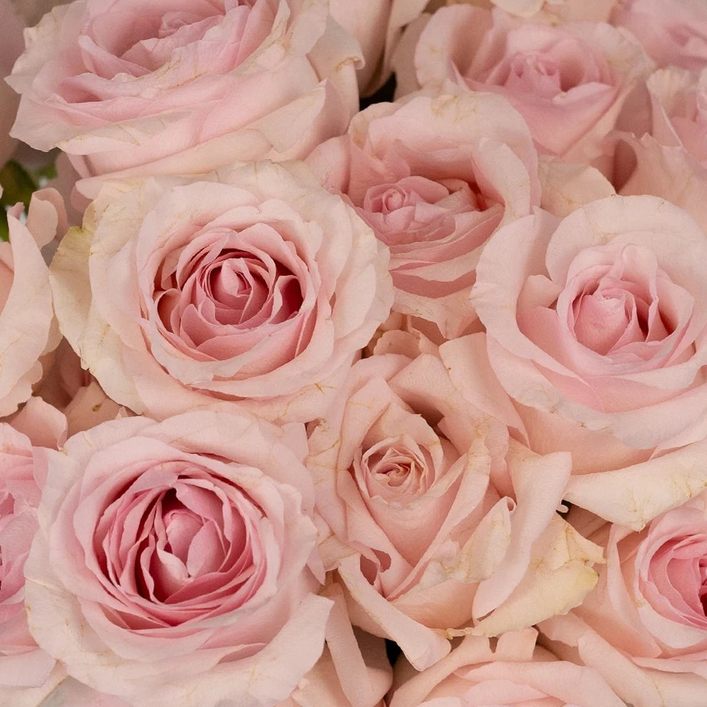 Roses Standard Pink Light Nena - alternative 1