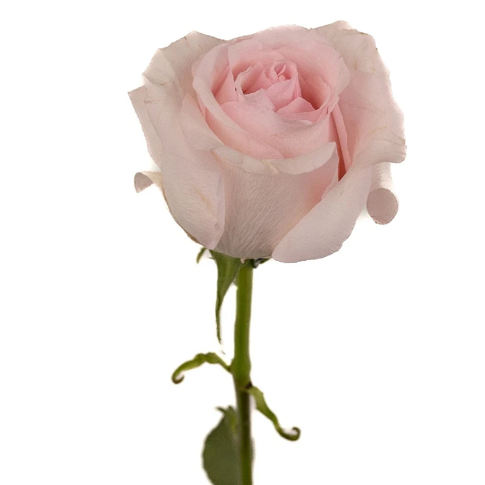 Roses Standard Pink Light Nena - main