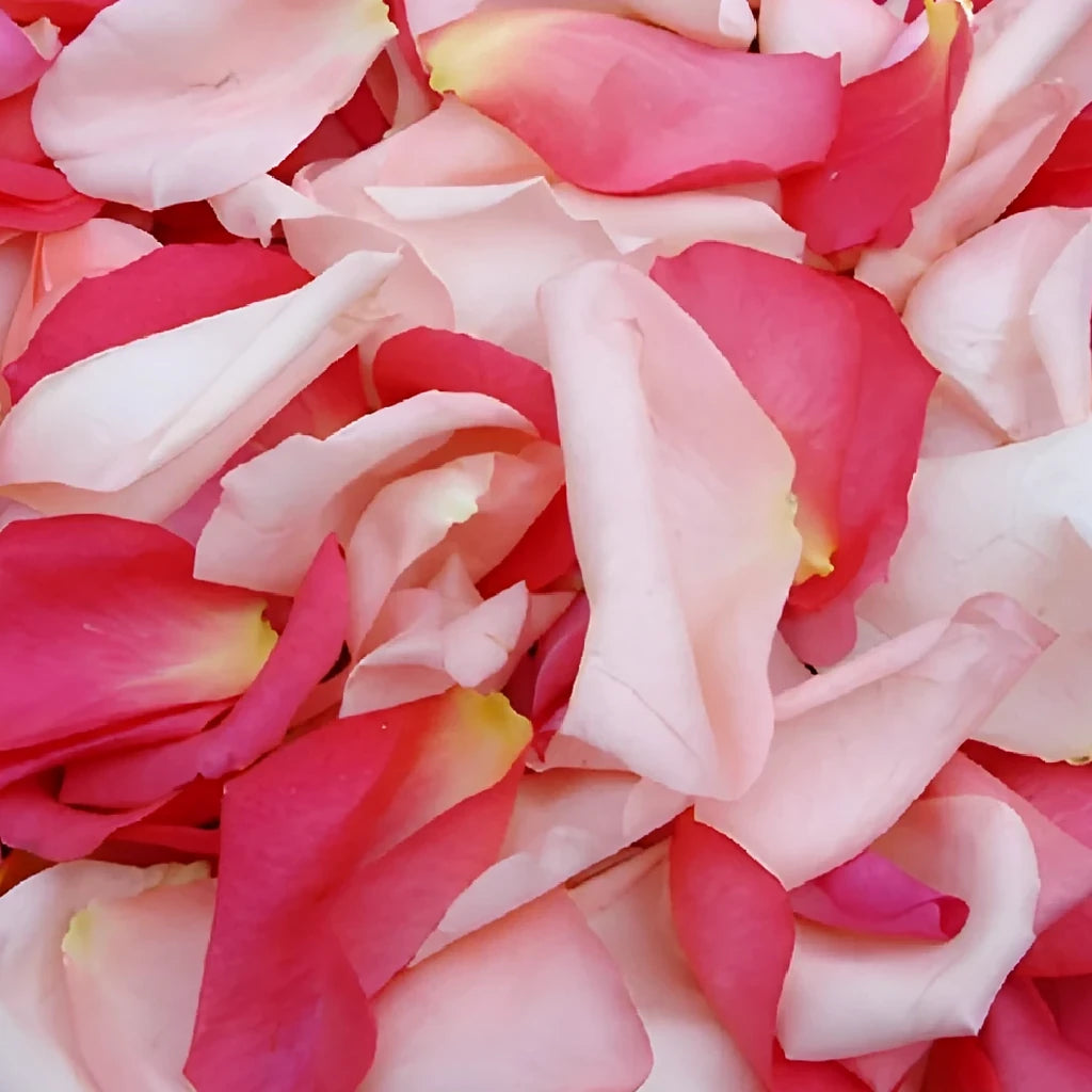 Pink Light Rose Petals - main