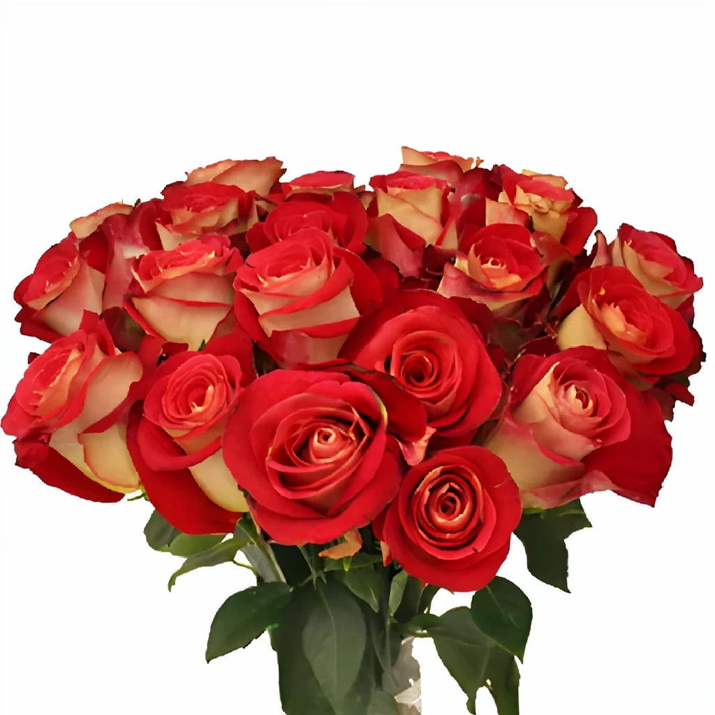 Friendship Roses Standard - alternative 3