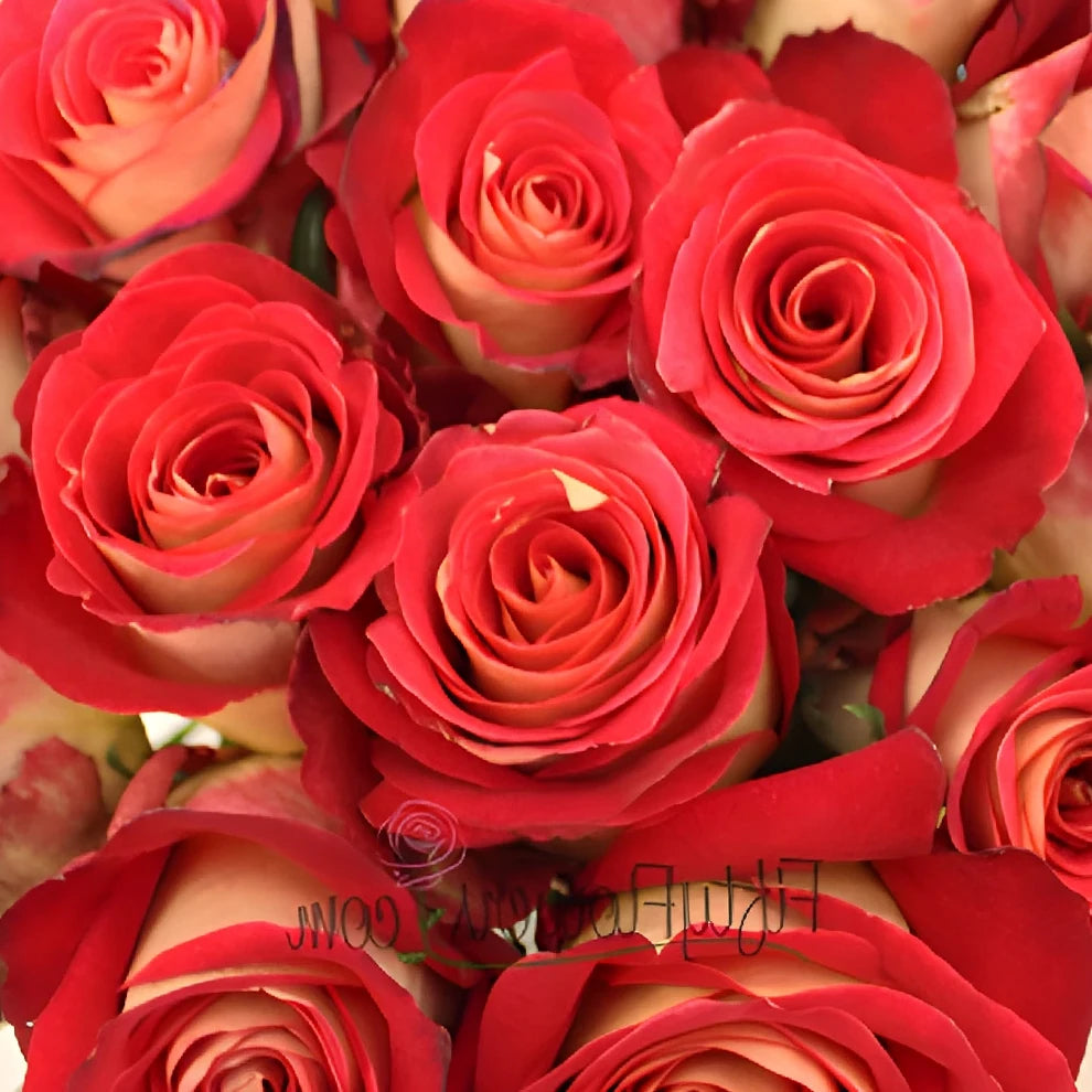 Friendship Roses Standard - main