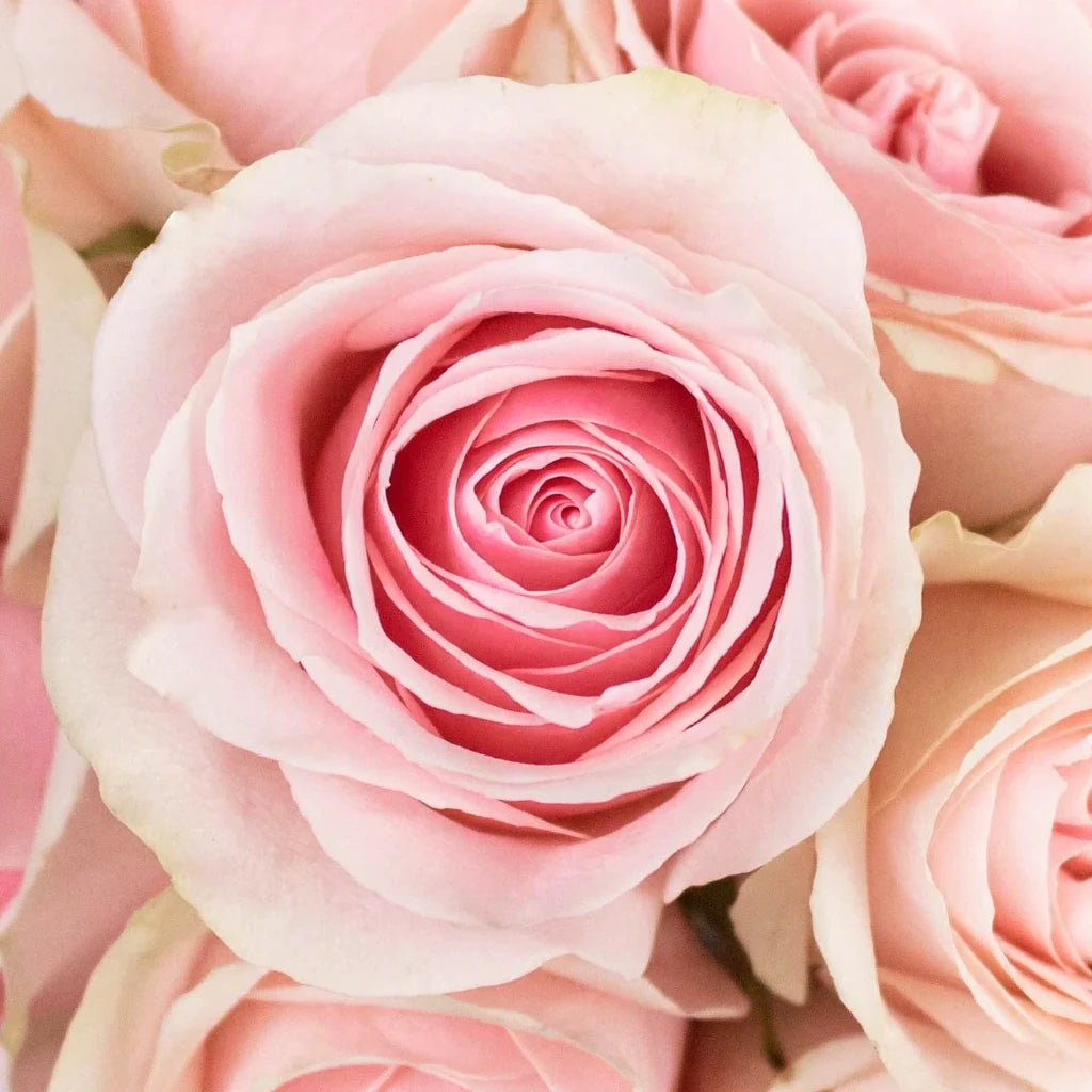 Frutteto Roses Standard - alternative 2