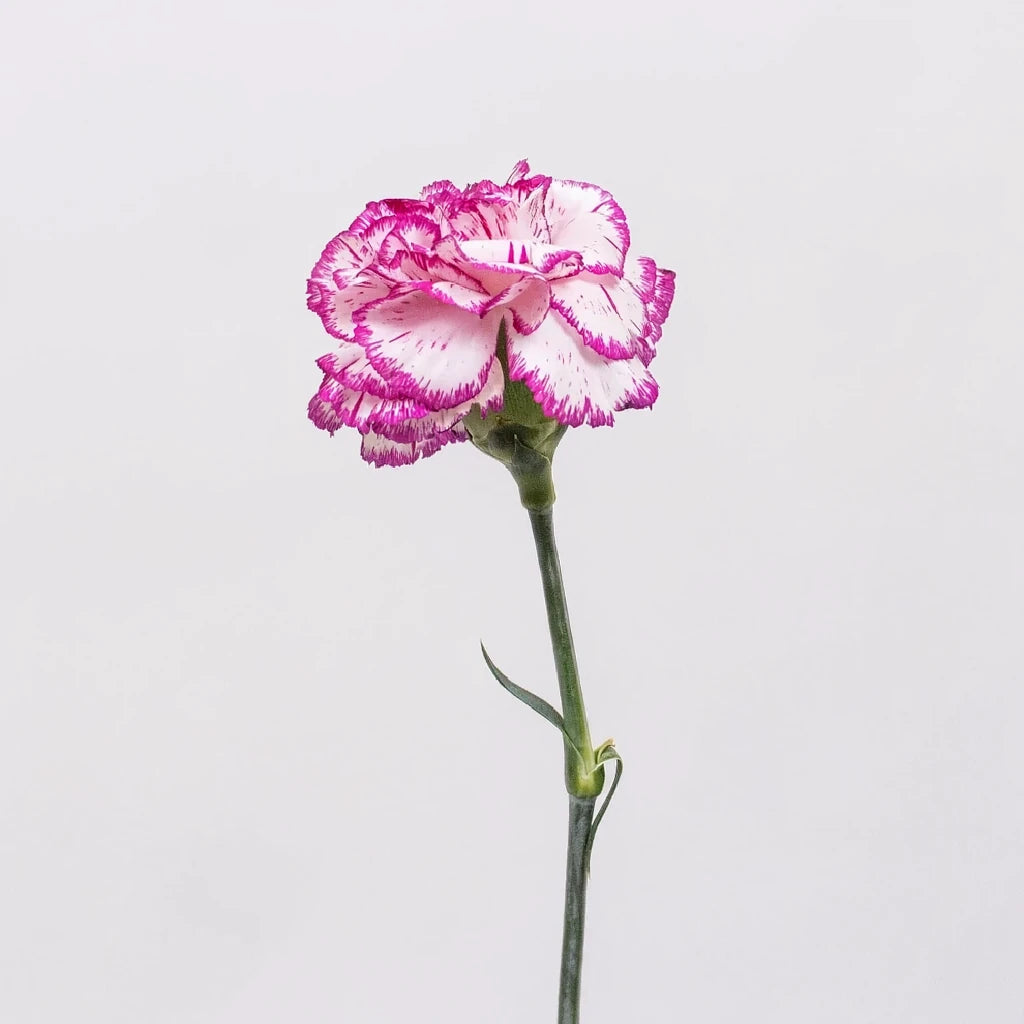 Kino Carnations - main