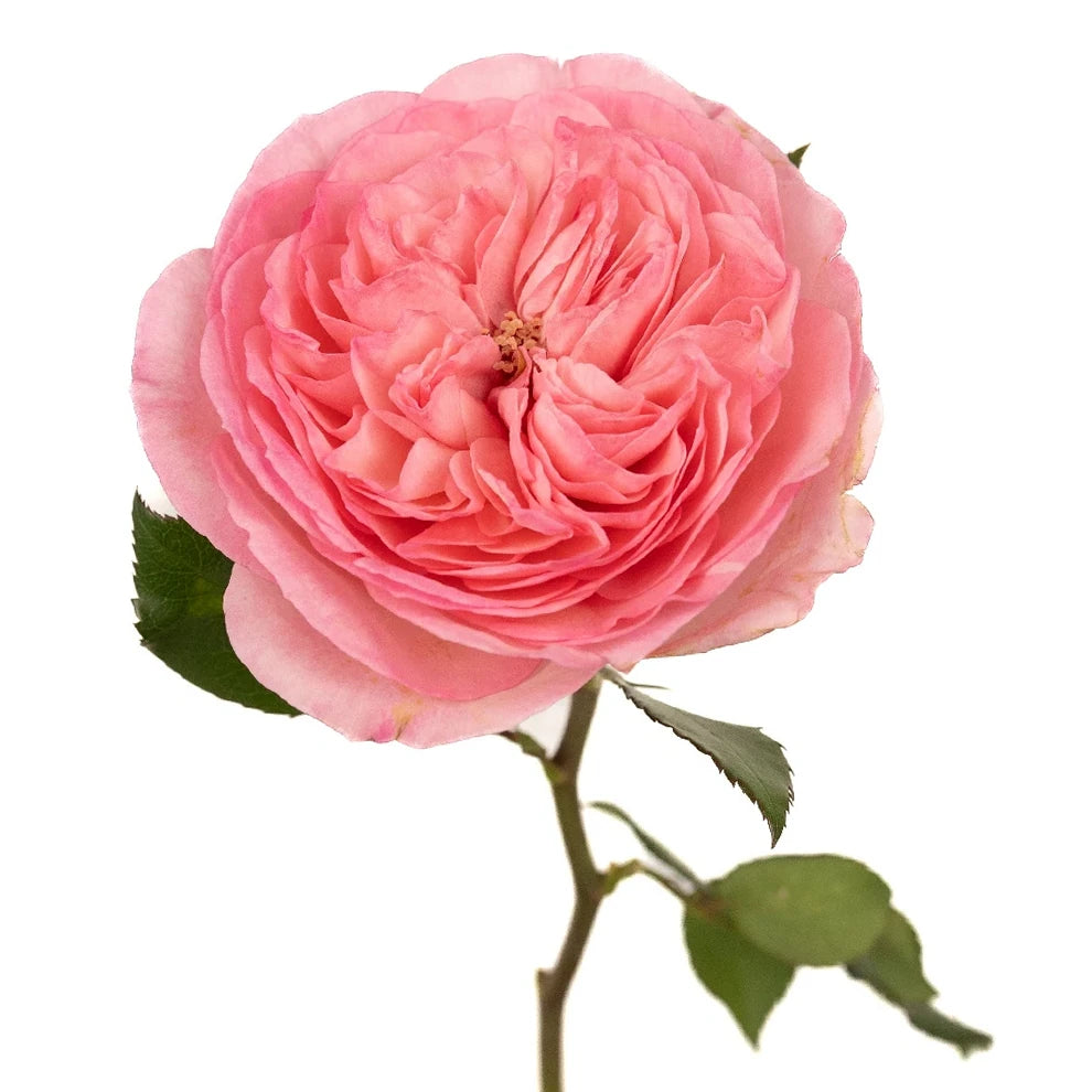 Maria Theresia Roses Garden - Blush - main