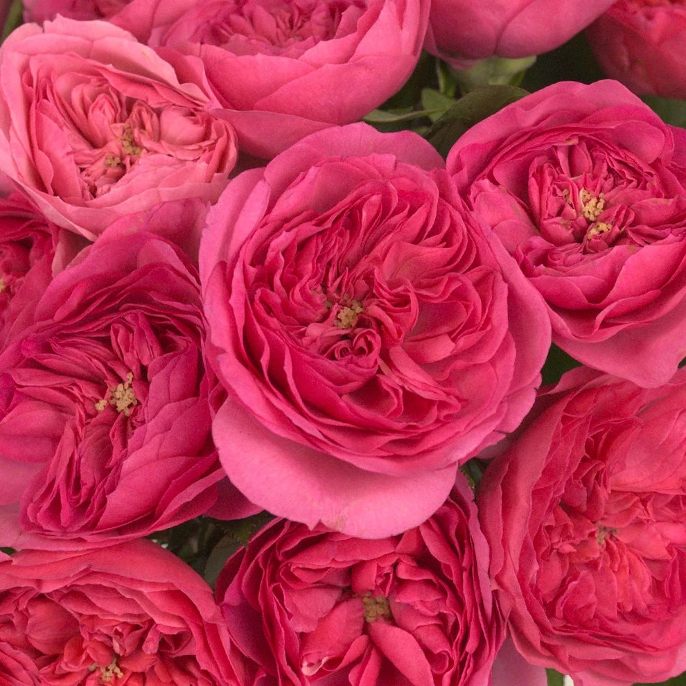 Princess Kishi Roses Garden - alternative 1