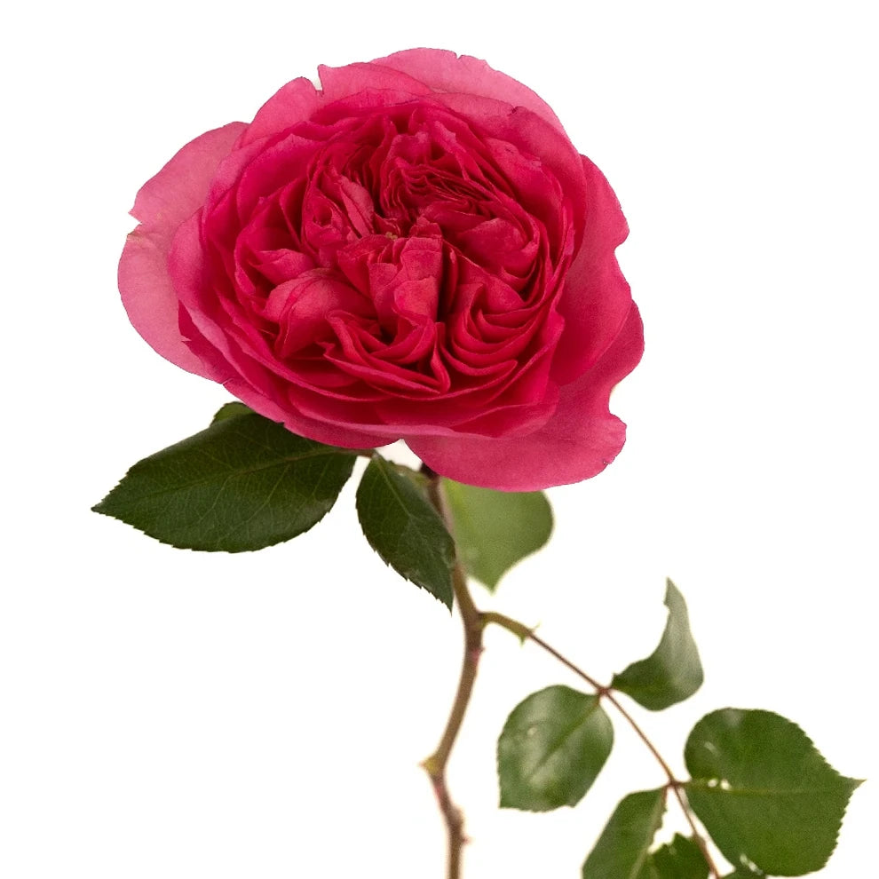 Baronesse Roses Garden - main