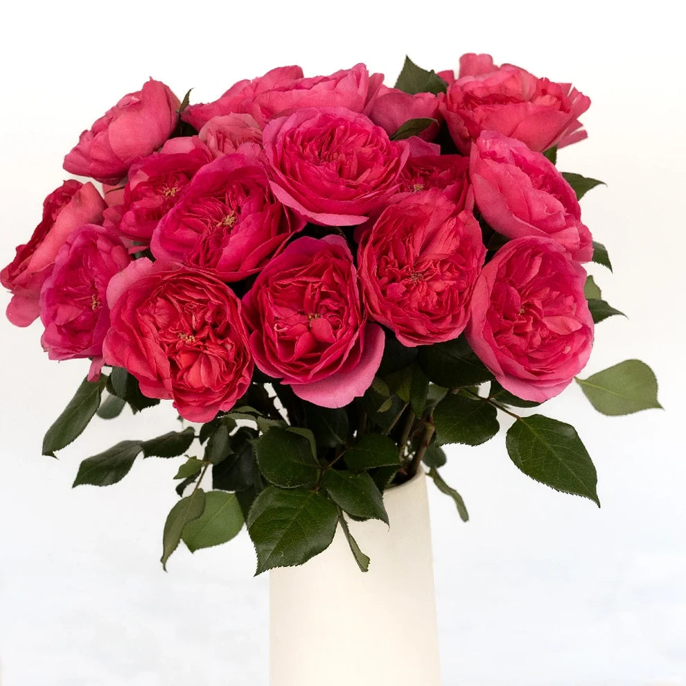 Baronesse Roses Garden - alternative 2