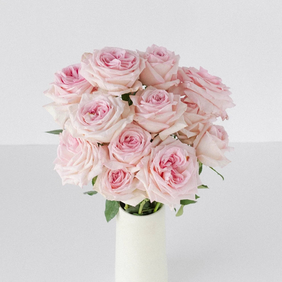 Light Pink Pink Ohara Roses Garden - alternative 2