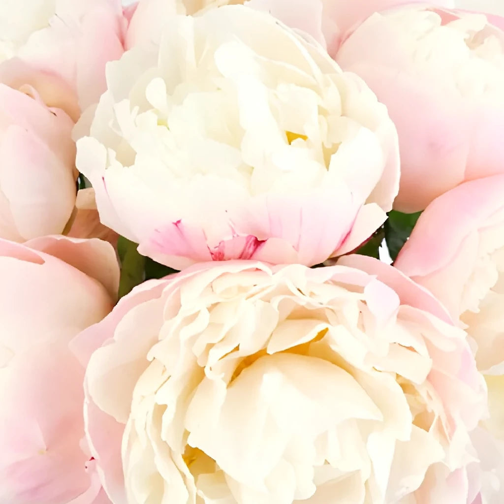 Gardenia Peonies - alternative 3