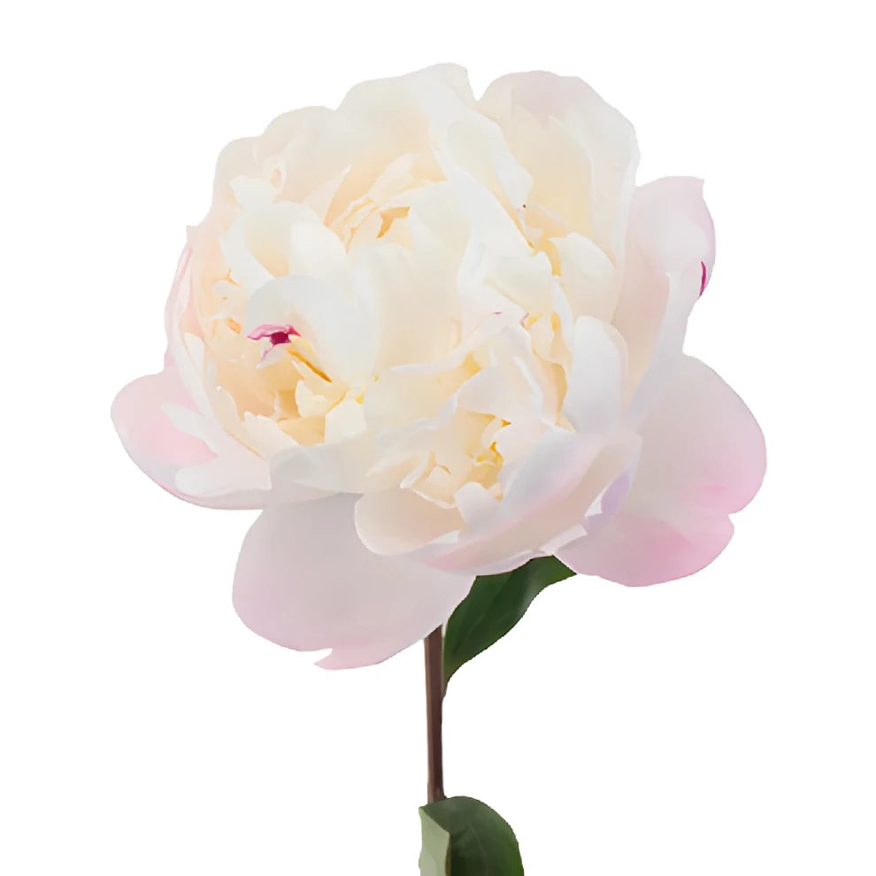Gardenia Peonies - main