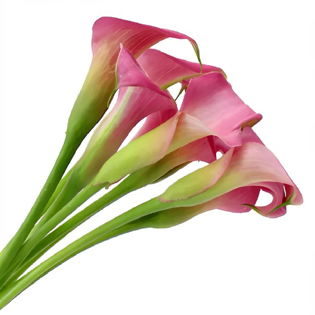 Garnet Glow Calla Lily Mini - alternative 2