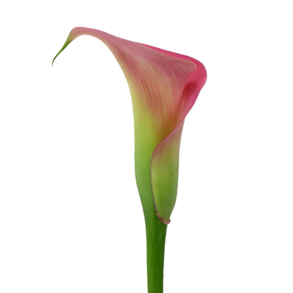 Garnet Glow Calla Lily Mini - alternative 4