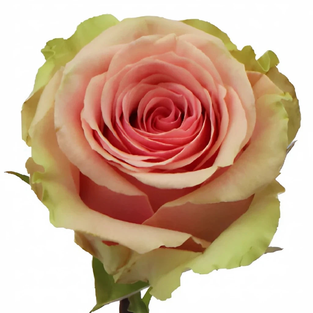 Geraldine Roses Standard - alternative 3