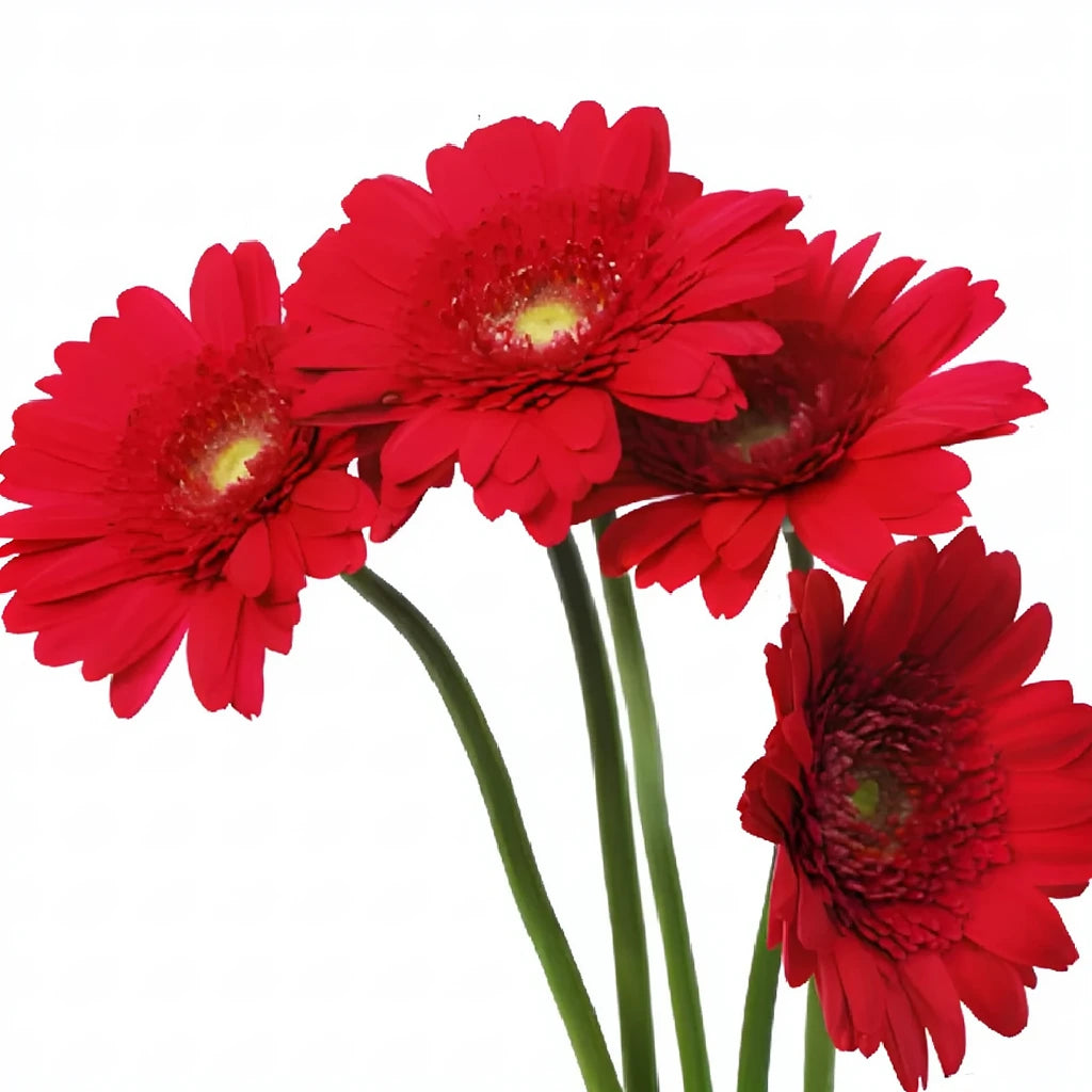 Red Gerberas Mini - alternative 1