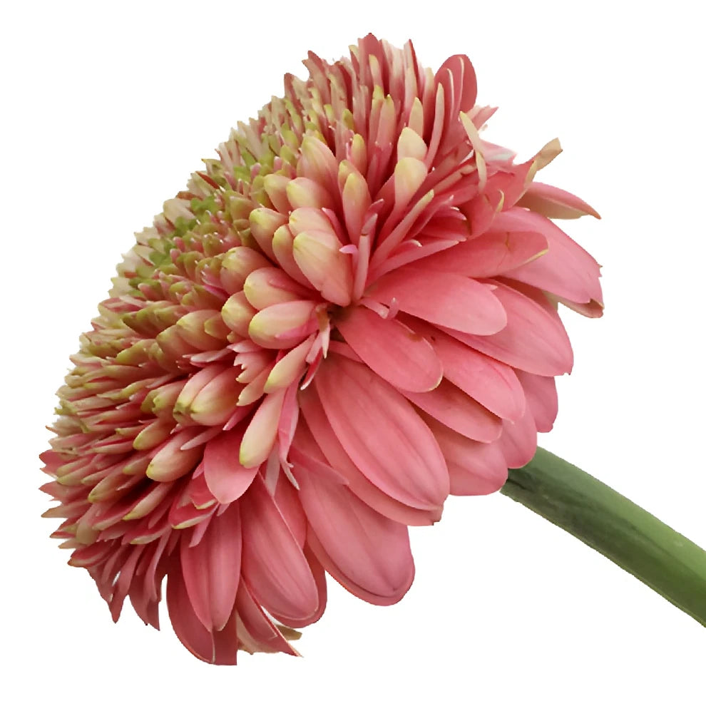 Pink Gerrondo - main