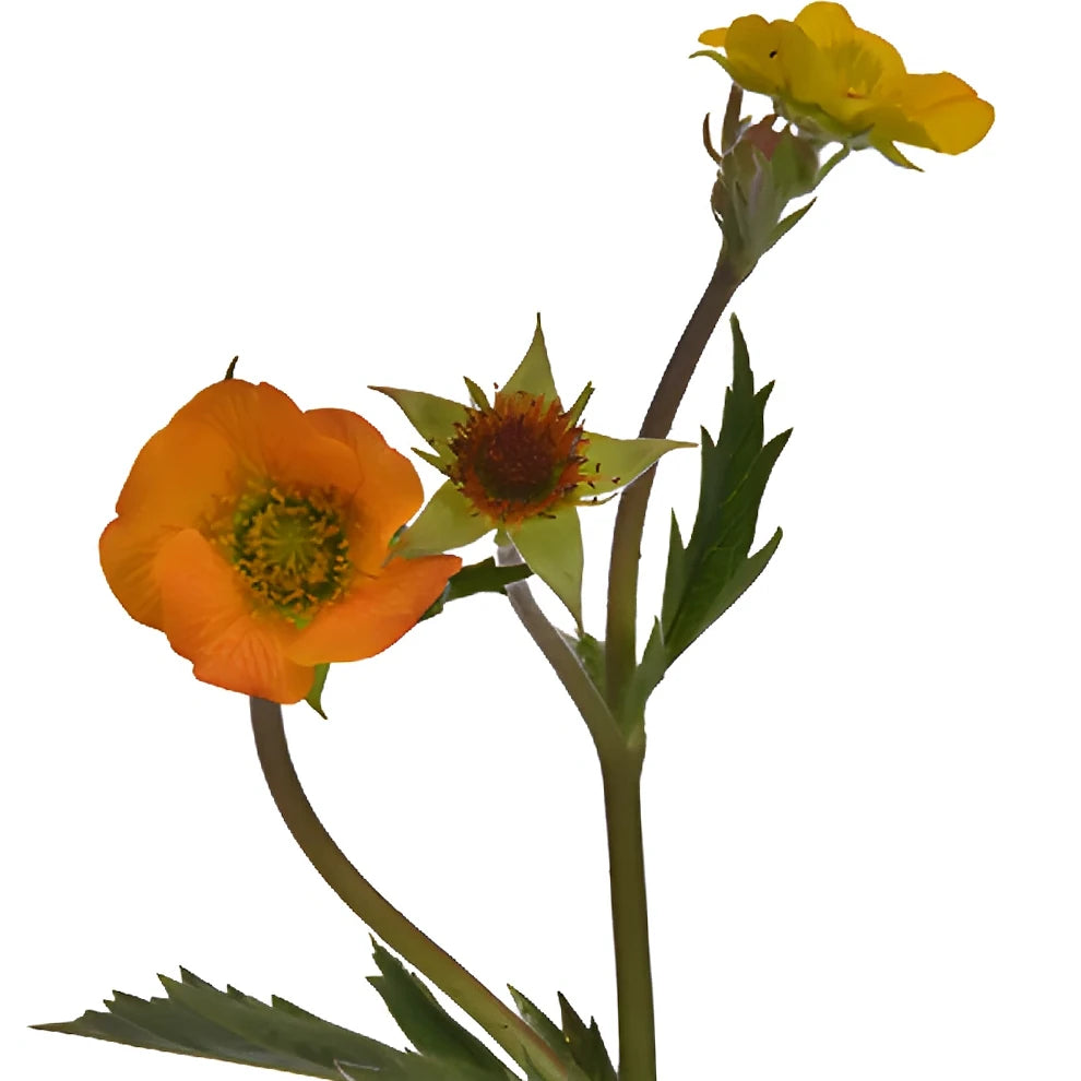 Mango Geum - alternative 2