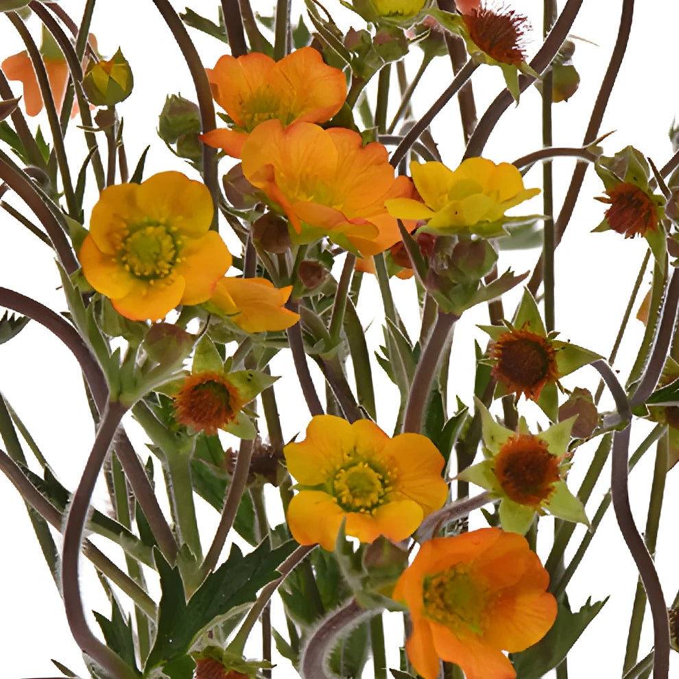 Mango Geum - main