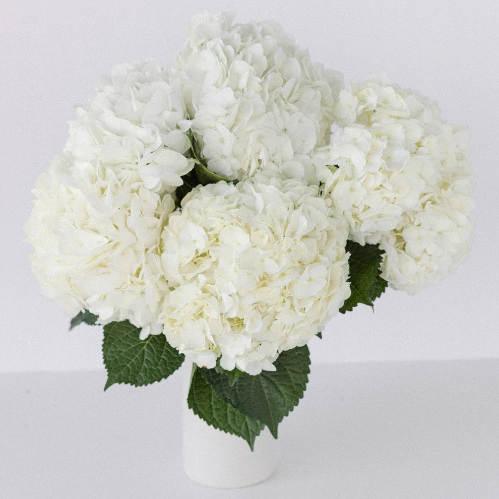 White Hydrangeas Jumbo - alternative 1