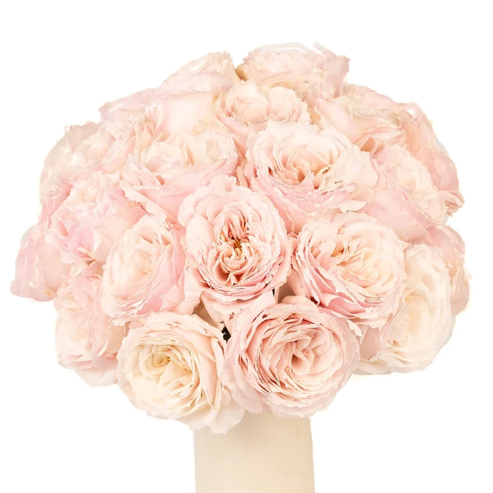Tsumugi Roses Garden - alternative 1