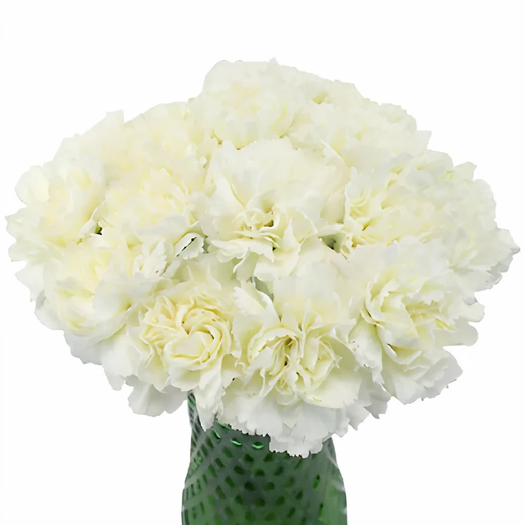 Gioele Cream Carnations - alternative 1