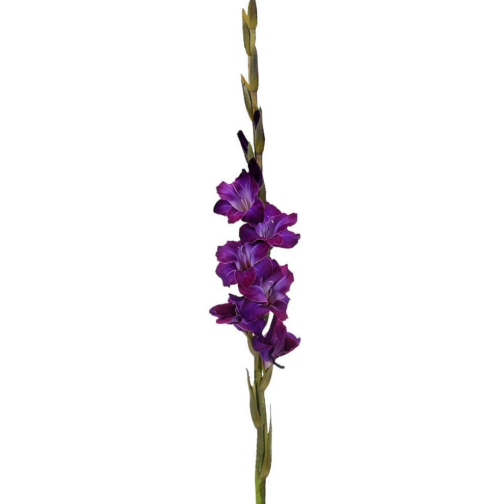 Purple Gladiolus - alternative 3