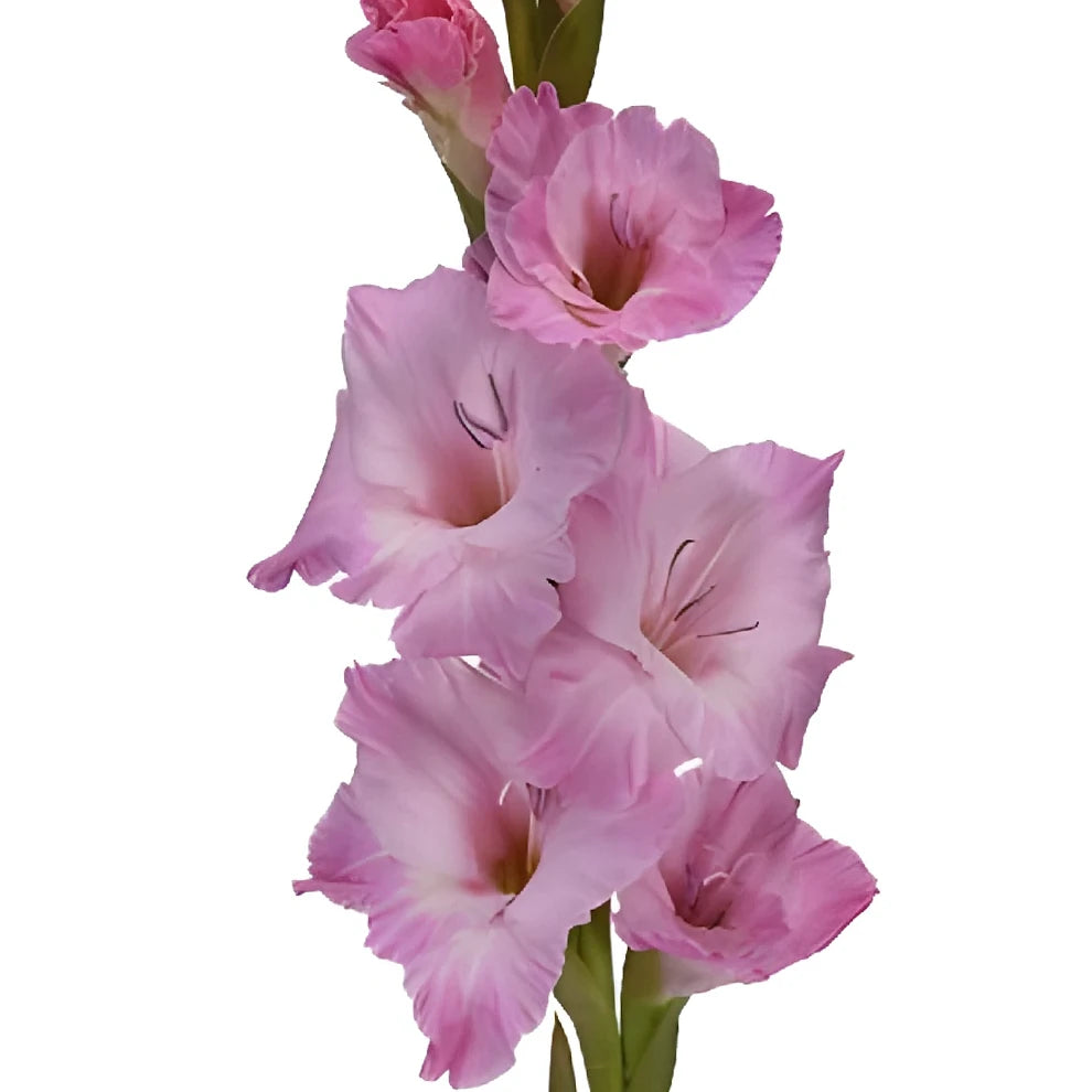 Pink Gladiolus - alternative 1