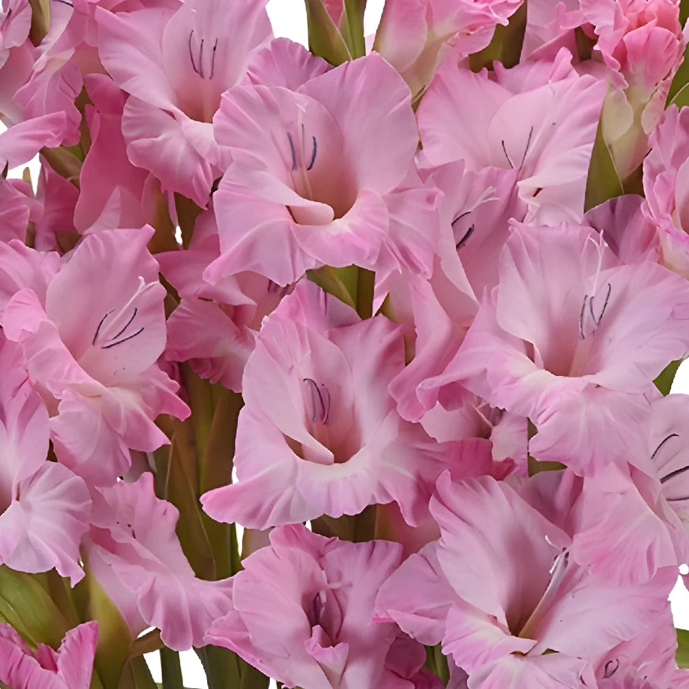 Pink Light Gladiolus - alternative 1
