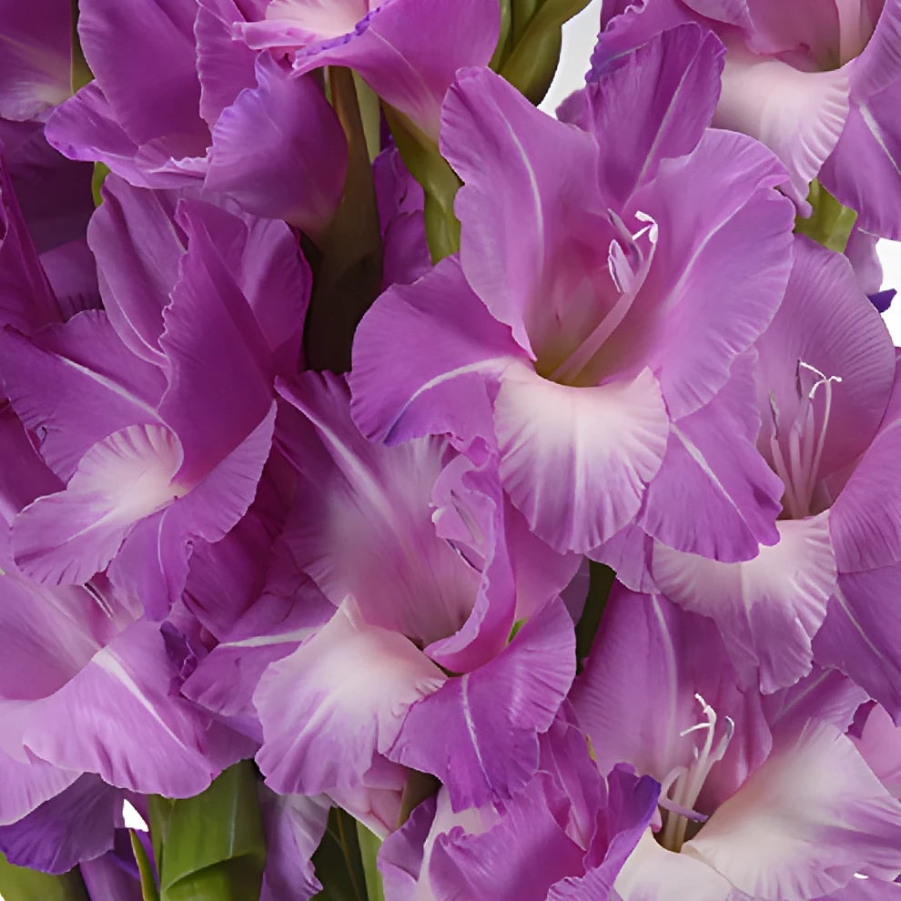 Lavender Gladiolus - alternative 1