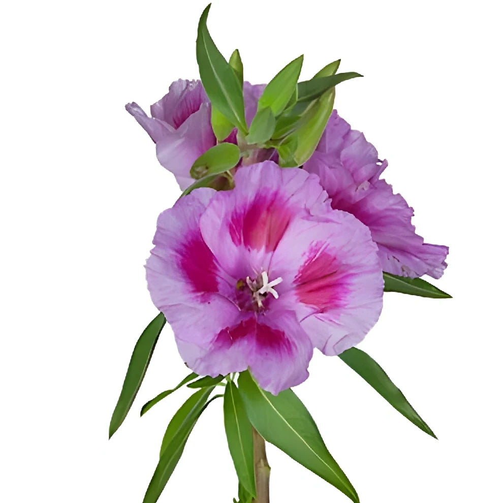 Bicolor Lavender & Pink Godetia - alternative 1