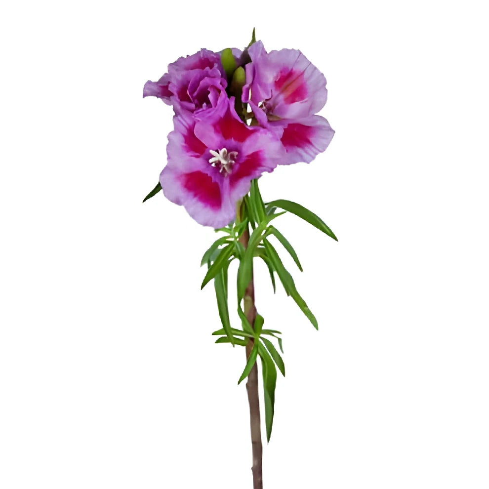Bicolor Lavender & Pink Godetia - main