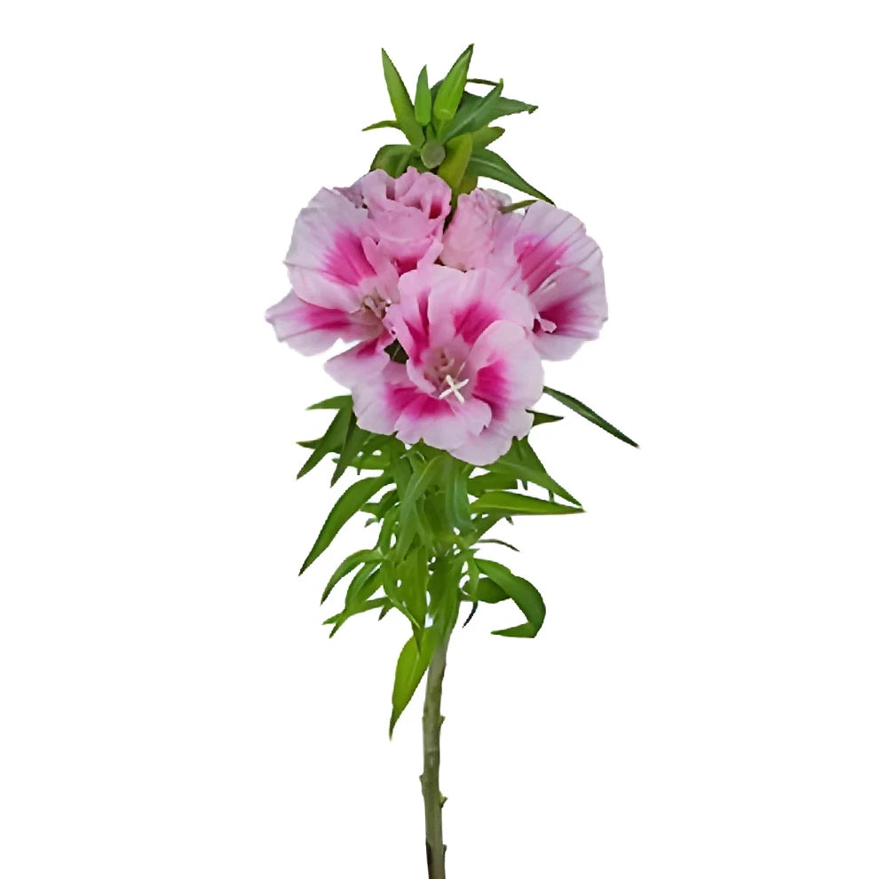 Pink Godetia - alternative 1
