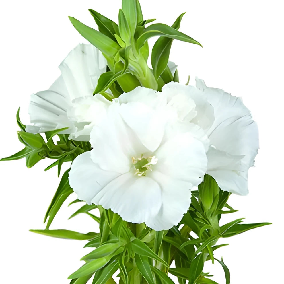 White Godetia - alternative 1