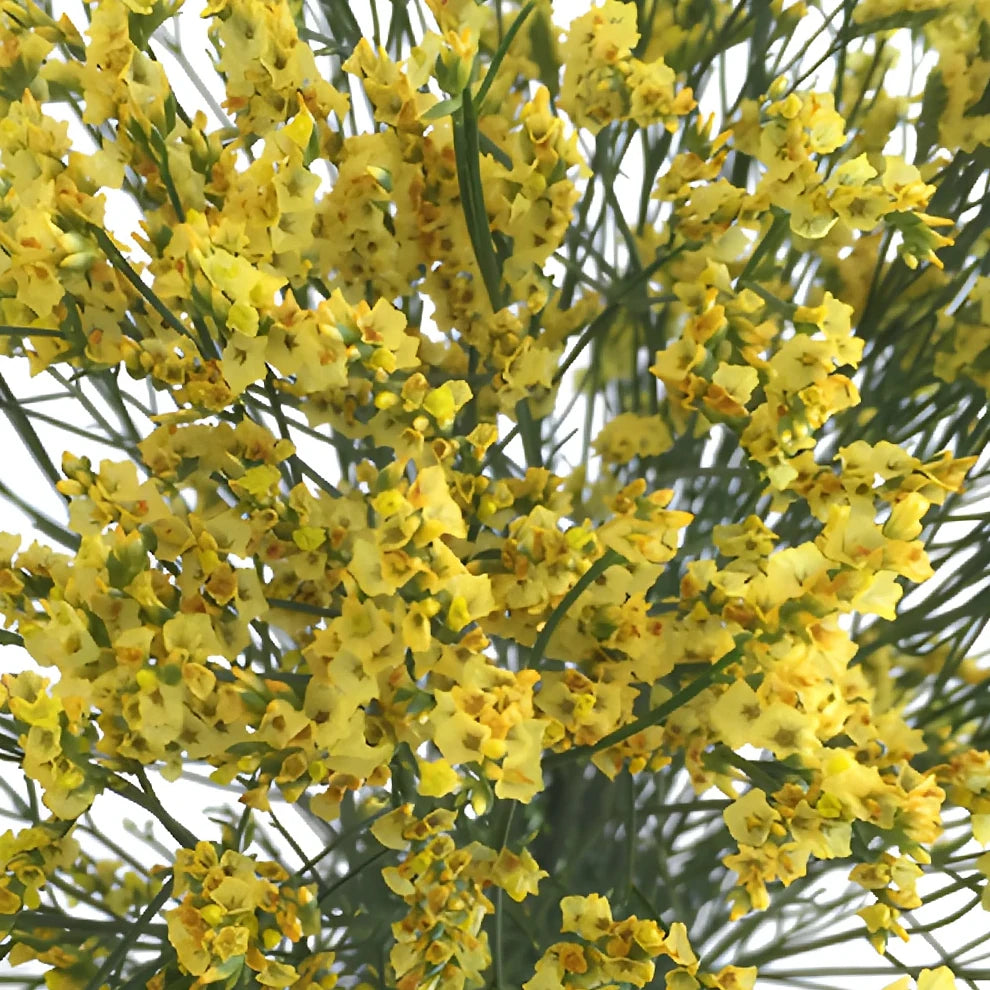 Tinted Limonium - Yellow - alternative 1