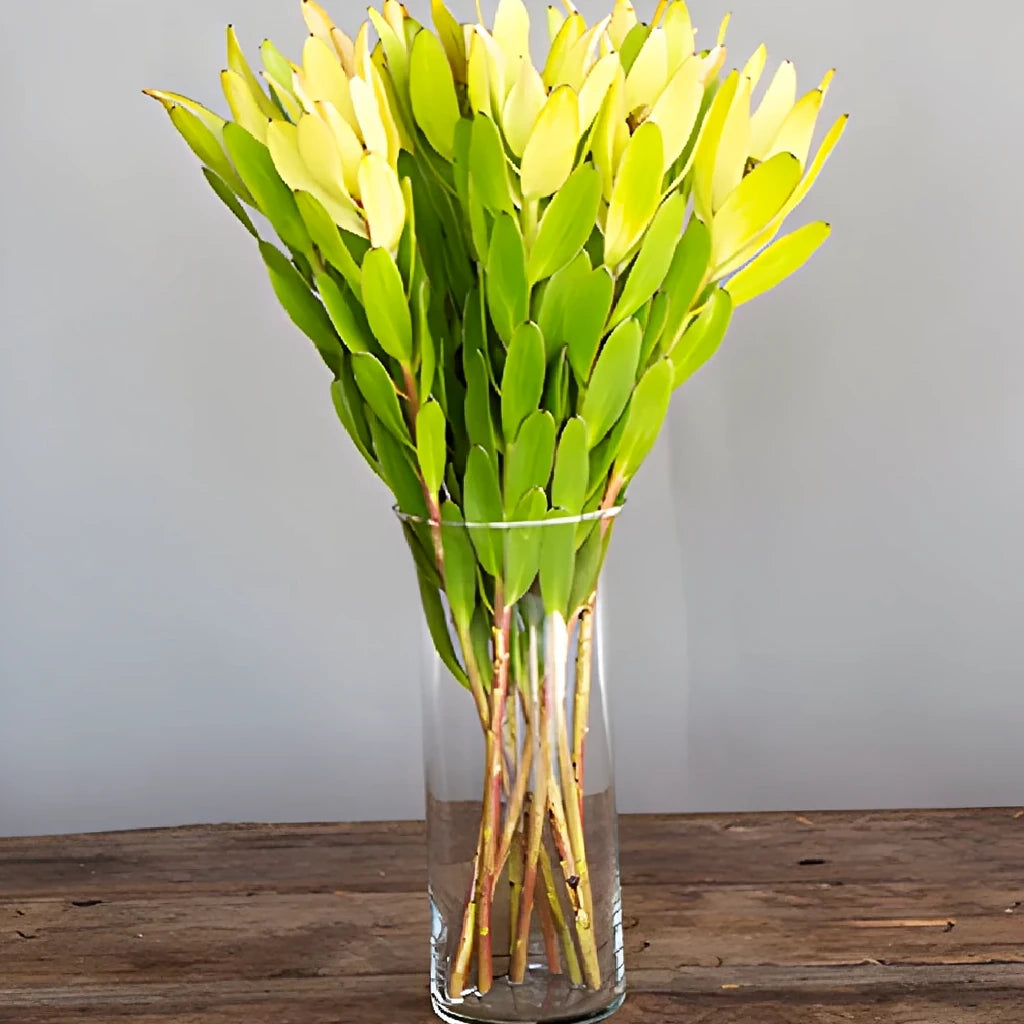 Gold Strike Leucadendron Tropicals - alternative 1