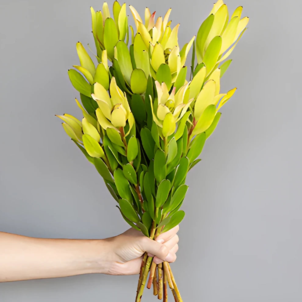 Gold Strike Leucadendron Tropicals - alternative 2